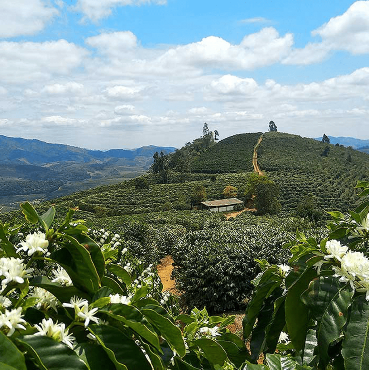 Brazil Fazenda Dutra