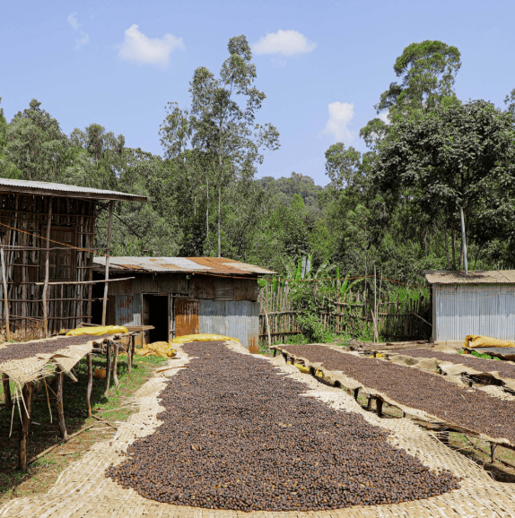 Ethiopia Koke