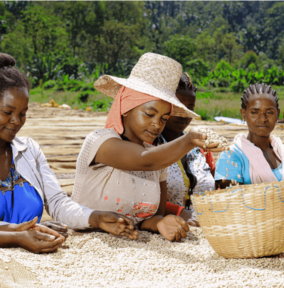 Ethiopia Koke